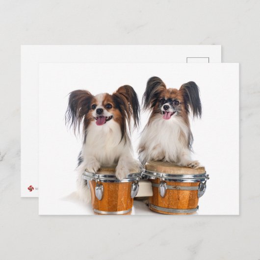 パピヨンの子犬がドラムを演奏 ポストカード (正面/裏面)