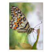 パピリオ・モレイオス (正面)