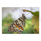 パピリオ・モレイオス (正面横)