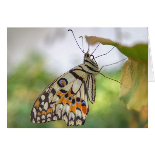 パピリオ・モレイオス (正面横)