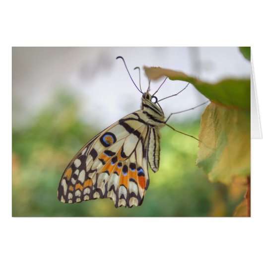 パピリオ・モレイオス (正面横)