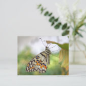 パピリオ・モレイオス ポストカード (スタンド正面)