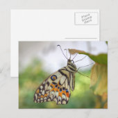 パピリオ・モレイオス ポストカード (正面/裏面)