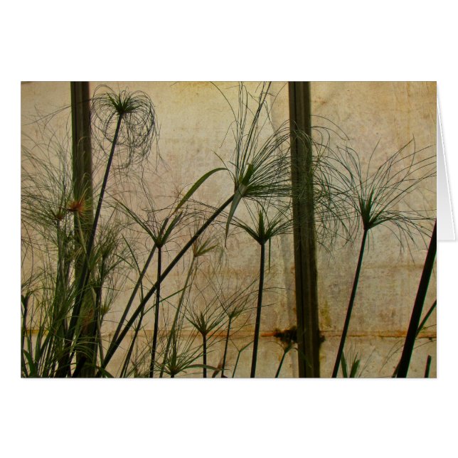 パピルス (正面横)