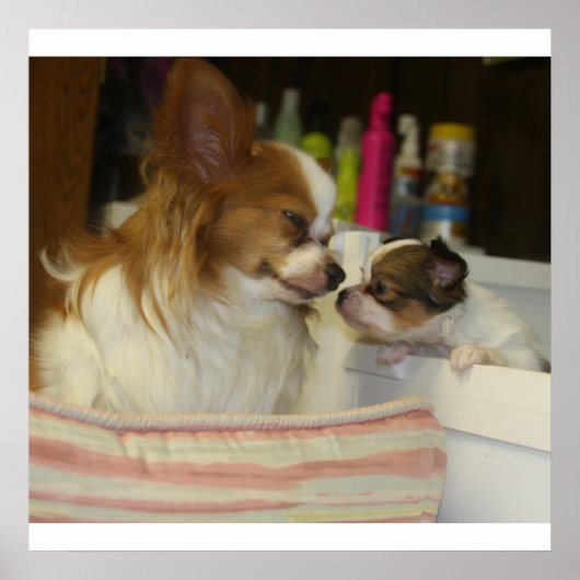 パピロンママとベビー ポスター (正面)