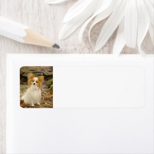 パピロン座 ラベル (インサイチュ)