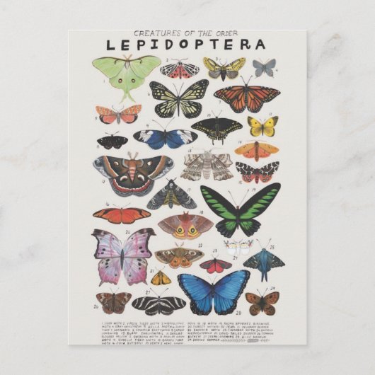 パピロン板 ポストカード (正面)