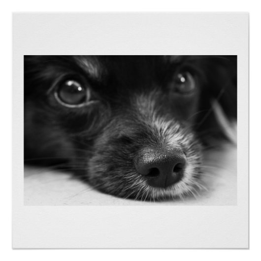 パピロン顔 ポスター (正面)