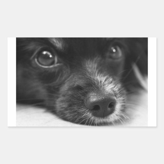 パピロン顔 長方形シール (正面)