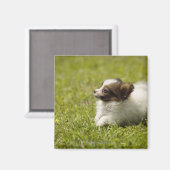 パピロン2 マグネット (正面/裏面)