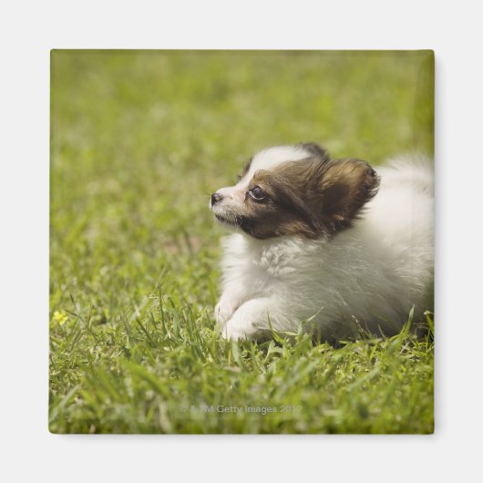 パピロン2 マグネット (正面)