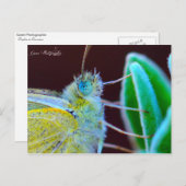 パピロン・グウェン写真家 ポストカード (正面/裏面)