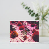 パピロン ポストカード (スタンド正面)