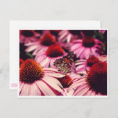 パピロン ポストカード (正面/裏面)