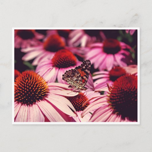 パピロン ポストカード (正面)