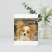 パピロン ポストカード (スタンド正面)