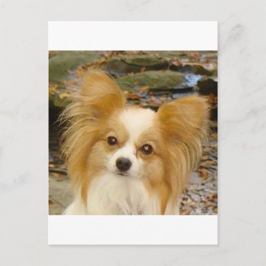 パピロン ポストカード (正面)