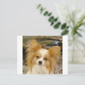 パピロン ポストカード (スタンド正面)