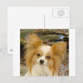 パピロン ポストカード (正面/裏面)