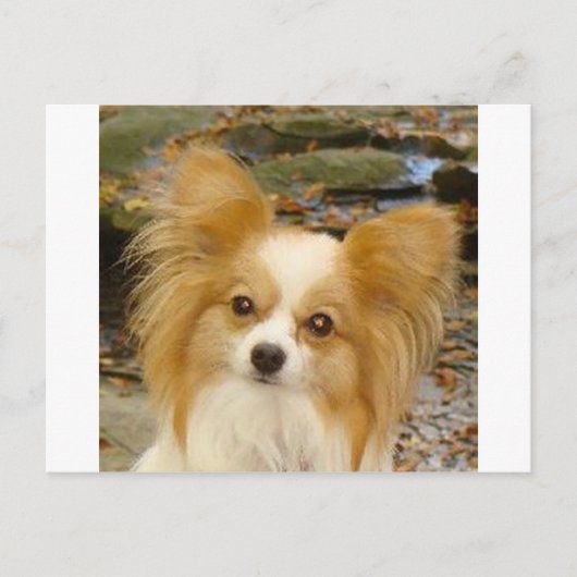 パピロン ポストカード (正面)