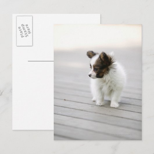 パピロン ポストカード (正面/裏面)