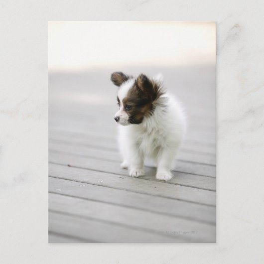 パピロン ポストカード (正面)