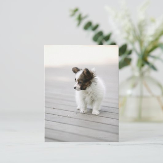 パピロン ポストカード (スタンド正面)