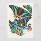 パピロン | Emile-Allain Segy ポストカード (正面)