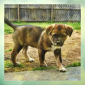 パピーのキュリティTシャツの窓が引っかかる ウィンドウサイン (シート3)