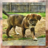 パピーのキュリティTシャツの窓が引っかかる ウィンドウサイン (シート2)