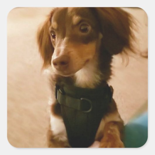 パピーステッカー スクエアシール (正面)