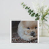 パピーチョウchow.png ポストカード (スタンド正面)