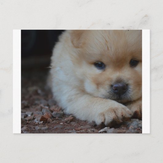 パピーチョウchow.png ポストカード (正面)