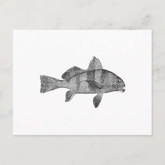 パピードラムロゴ(ラインアート) ポストカード (正面)