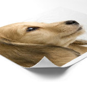 パピーポスター ポスター (角)