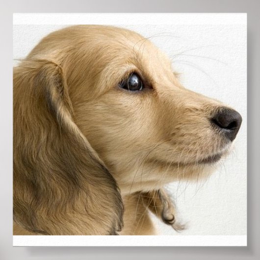 パピーポスター ポスター (正面)