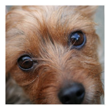 パピーポスター