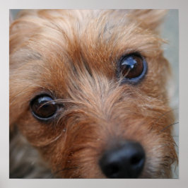 パピーポスター ポスター