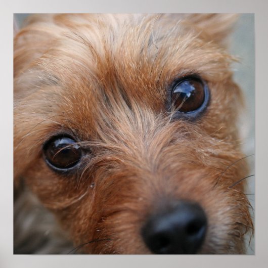 パピーポスター ポスター (正面)