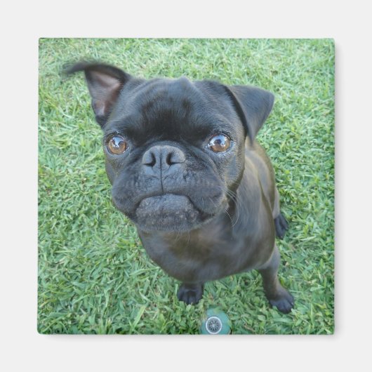 パピー磁石 マグネット (正面)