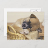 パピー3 ポストカード (正面/裏面)