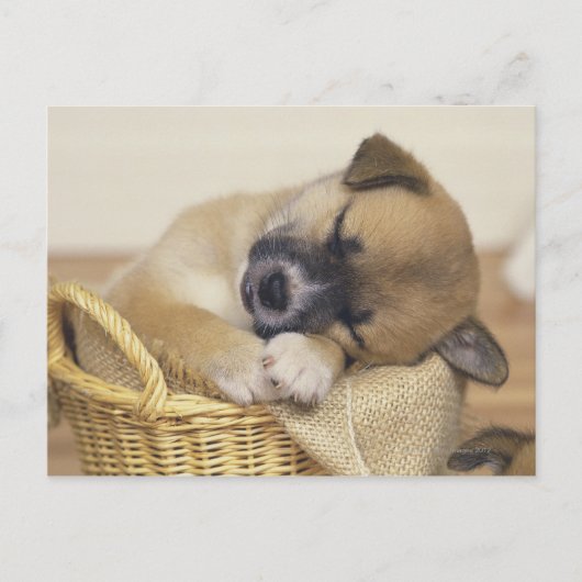 パピー3 ポストカード (正面)