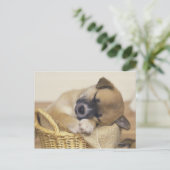 パピー3 ポストカード (スタンド正面)