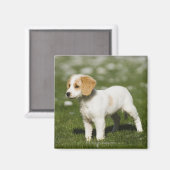 パピー3 マグネット (正面/裏面)