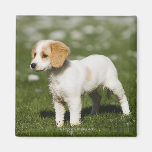 パピー3 マグネット (正面)