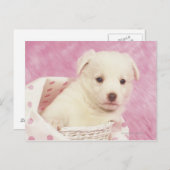 パピー5 ポストカード (正面/裏面)