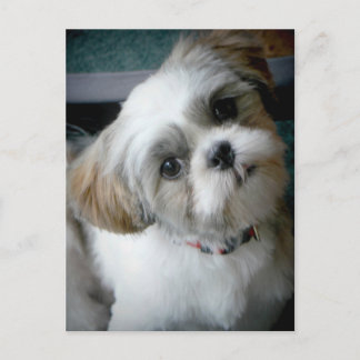 パピー・バディ ポストカード