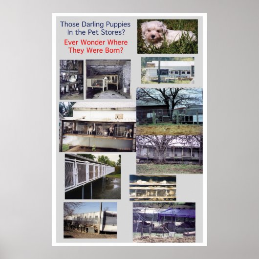 パピー・ミルズが悲惨なポスターを作り出す ポスター (正面)