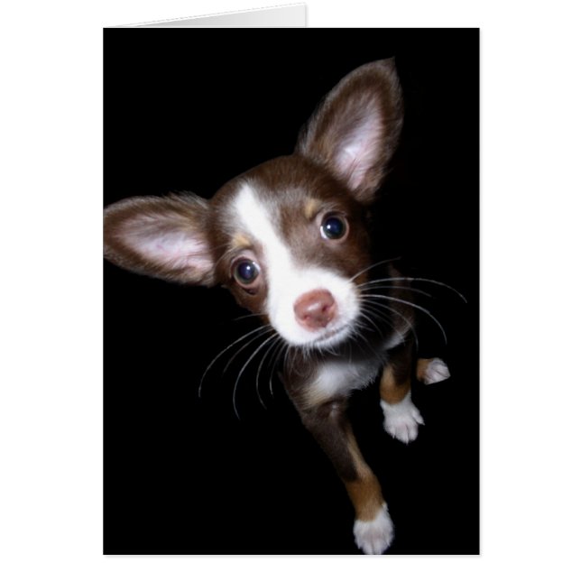 パピ大切ー (正面)