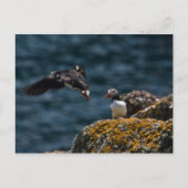 パフィンのテイクオフ ポストカード (正面)